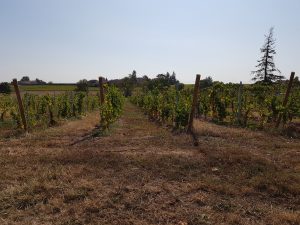 Vigne à vendre de 0.97 HA - beaujolais