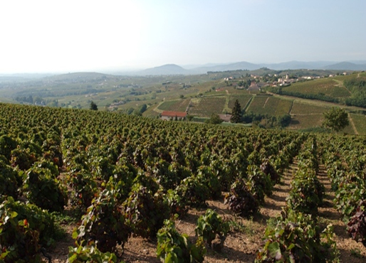 Vigne à vendre de 0 HA - beaujolais