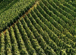 Vigne à vendre de 1.5 HA - vallee-du-rhone