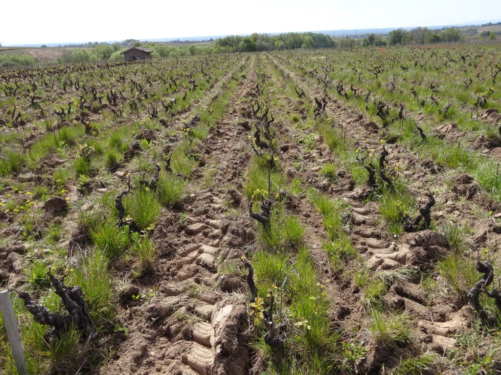 Vigne à vendre de 2.13 HA - beaujolais