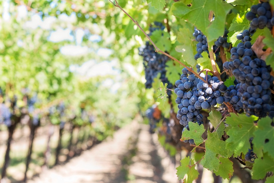 Vigne à vendre de 2.2 HA - beaujolais