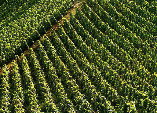 Vineyards to sell of 1.5 HA - vallee-du-rhone-en