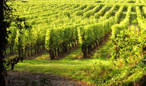 Propriété viticole à vendre de 17 HA - Loire - 17063 - fr