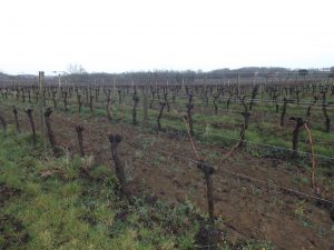 Propriété viticole à vendre de 20 HA - Bordeaux - 17265 - fr