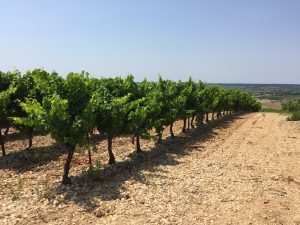 Propriété viticole à vendre de 20 HA - Languedoc - 1903LRBIS - fr