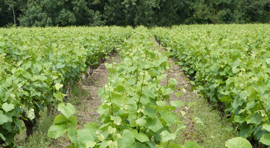 Propriété viticole à vendre de 21 HA - Loire - 15080 - fr
