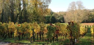 Propriété viticole à vendre de 23.5 HA - Bordeaux - 18242 - fr