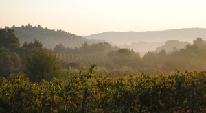 Propriété viticole à vendre de 47 HA - Languedoc - 1894LR - fr