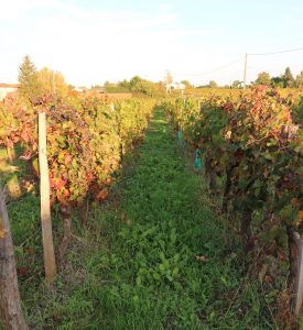 Propriété viticole à vendre de 7 HA - Bordeaux - 18189 - fr