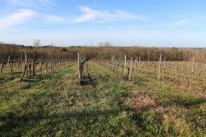 Propriété viticole à vendre de 8.48 HA - Bordeaux - 18048 - fr