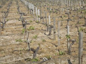 Vigne à vendre de 3.68 HA - Bordeaux - 18069 - fr