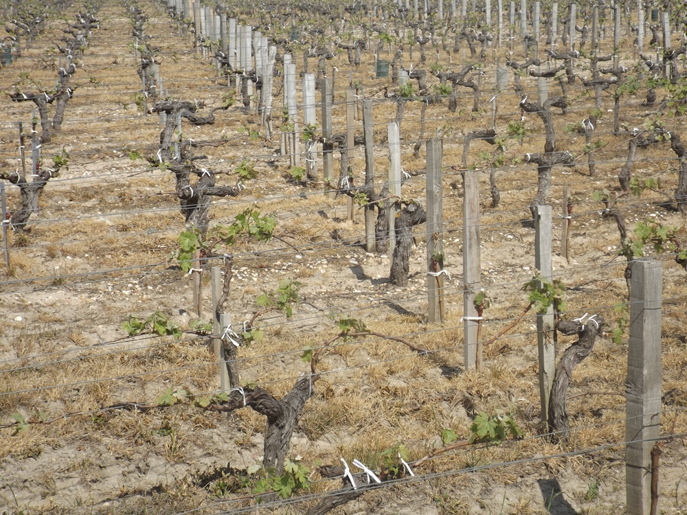 Vigne à vendre de 3.68 HA - Bordeaux - 18069 - fr