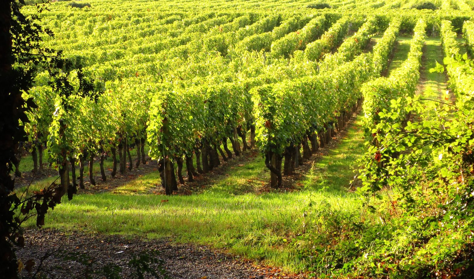 Wine Estates to sell of 17 HA - Loire - 17063 - en