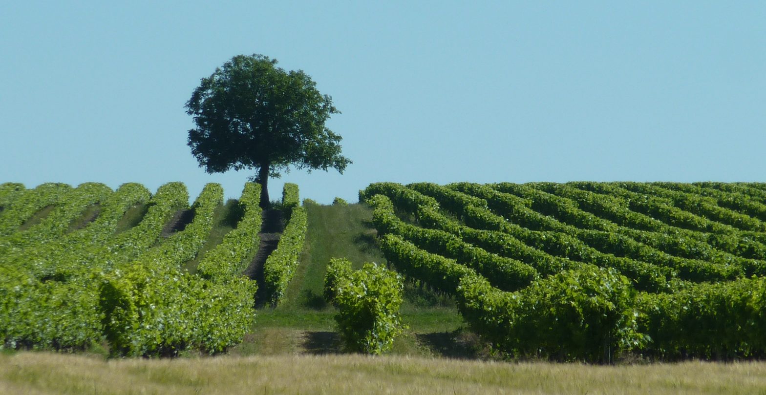 Wine Estates to sell of 73 HA - Cognac - 15213 - en