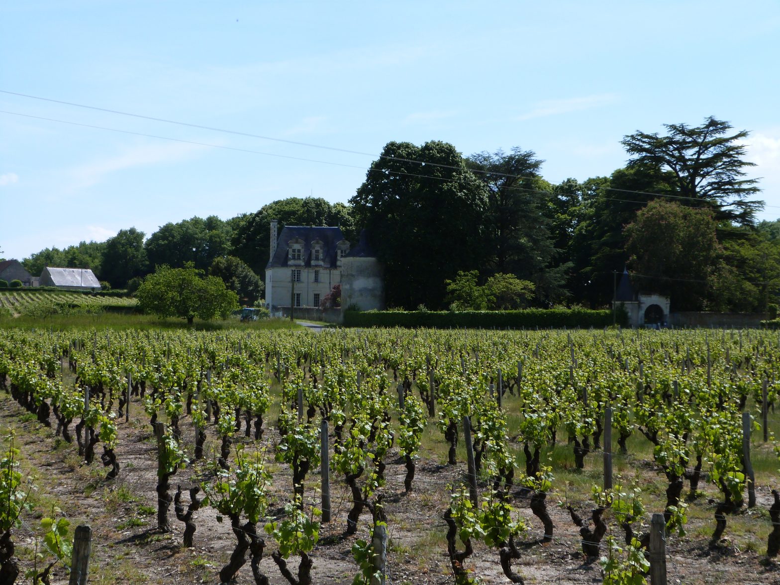 Vineyard Estate For Sale In Loir Et Cher Wine Estate In 41 Vinea Transaction