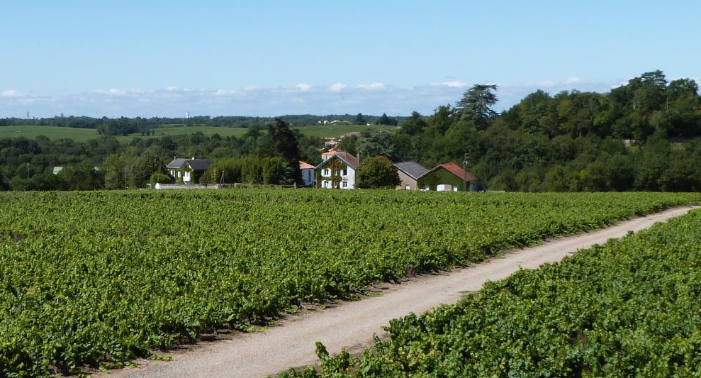 Loire valley wine estate for sale