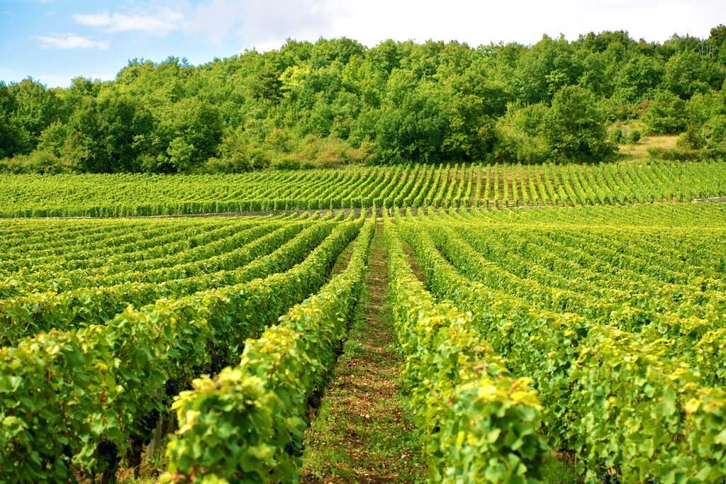 Trained Bordeaux vineyard