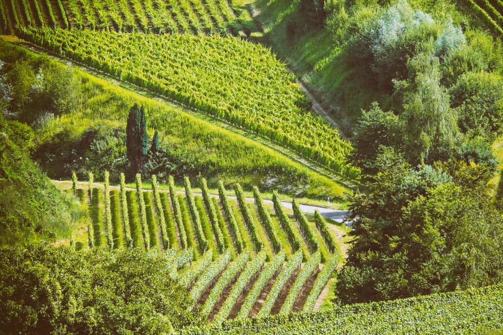 parcelles de vignes au cœur d'un environnement naturel