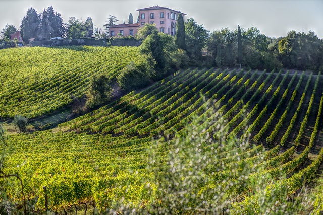 Propriété viticole entourée de son vignoble