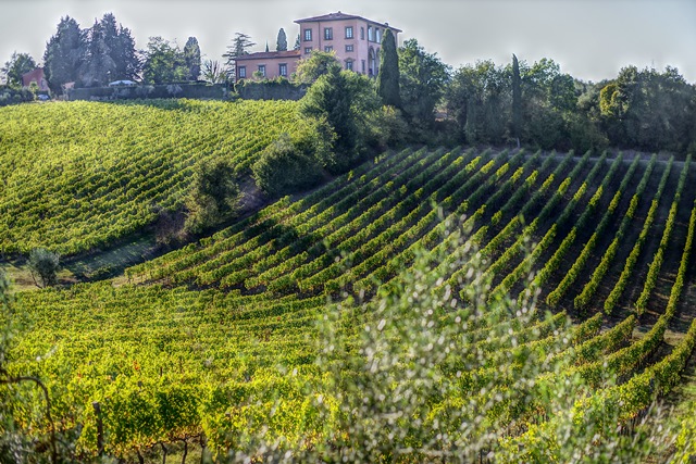 Wine property surrounded by its vineyard