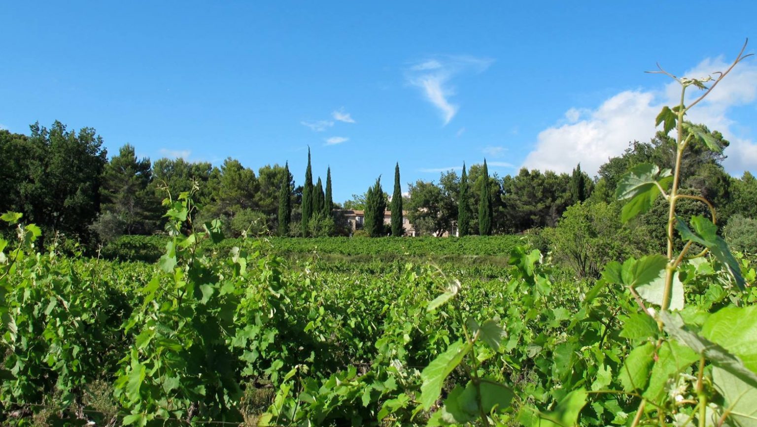 Domaine viticole à vendre en Provence : Trouvez votre Vignoble - Vinea ...