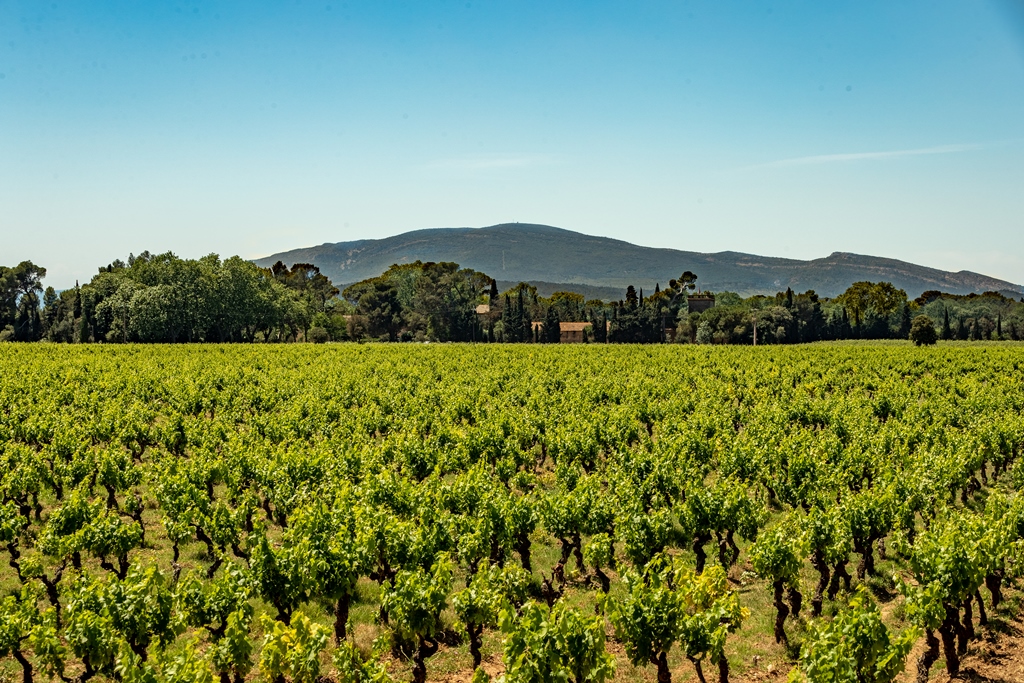 Vignes Sud de France