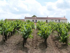 Découvrez un bien d'exception : Domaine viticole sur environ 20 ha - Dentelles de Montmirail. Vinea Transaction vous accompagne dans l'acquisition de ce bien remarquable !