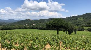 Vignes